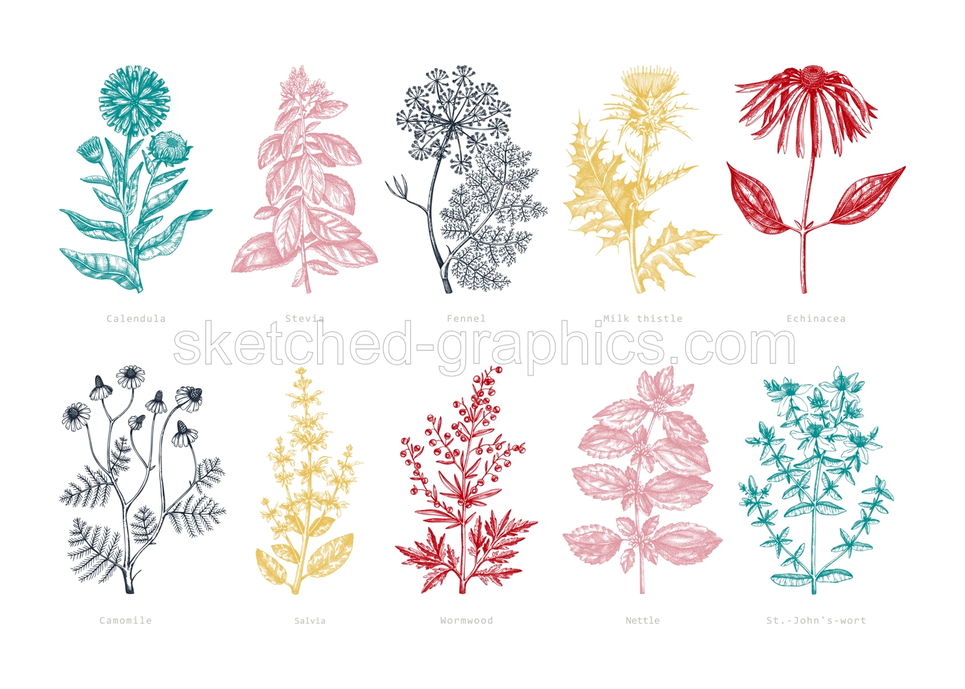 Medicinal herbs collection. Vector set of hand-drawn summer herbs, wildflowers, weeds, and meadows. Vintage aromatic plant illustrations. Herbal tea ingredients. Botanical elements in engraved style.  Illustration
